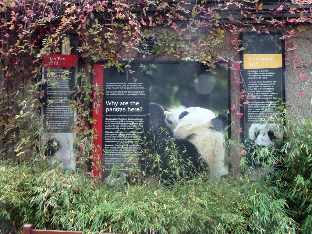 Information on the Giant Pandas `Tian Tian` and `Yang Guang` at the Giant Panda Exhibit at the Edinburgh Zoo