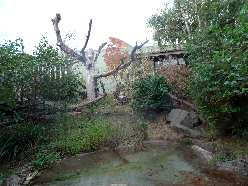 Outdoor enclosure of the Giant Panda `Tian Tian` at the Giant Panda Exhibit at the Edinburgh Zoo