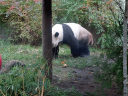 The Giant Panda `Yang Guang` at his outdoor enclosure at the Giant Panda Exhibit at the Edinburgh Zoo