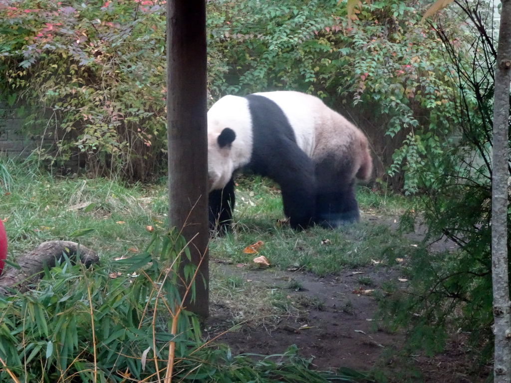 The Giant Panda `Yang Guang` at his outdoor enclosure at the Giant Panda Exhibit at the Edinburgh Zoo