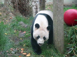 The Giant Panda `Yang Guang` at his outdoor enclosure at the Giant Panda Exhibit at the Edinburgh Zoo