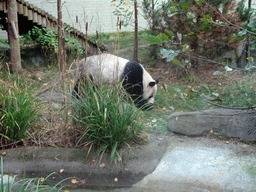 The Giant Panda `Yang Guang` at his outdoor enclosure at the Giant Panda Exhibit at the Edinburgh Zoo