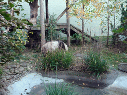 The Giant Panda `Yang Guang` at his outdoor enclosure at the Giant Panda Exhibit at the Edinburgh Zoo