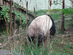 The Giant Panda `Yang Guang` at his outdoor enclosure at the Giant Panda Exhibit at the Edinburgh Zoo