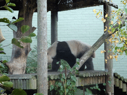 The Giant Panda `Yang Guang` at his outdoor enclosure at the Giant Panda Exhibit at the Edinburgh Zoo