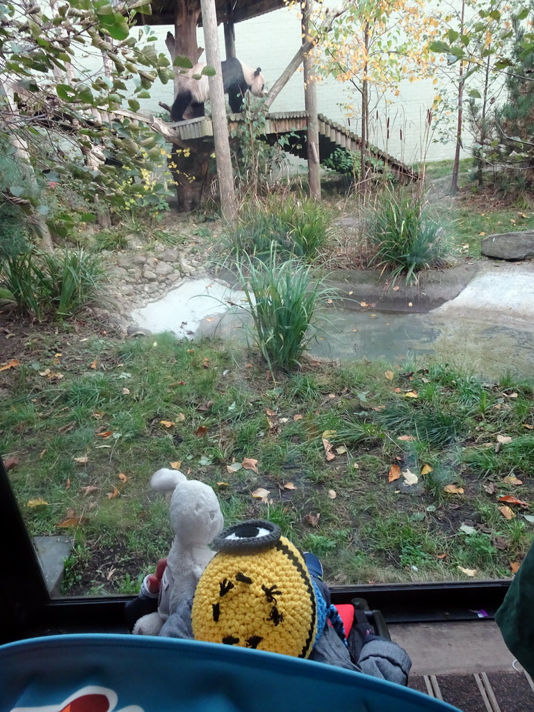 Max with the Giant Panda `Yang Guang` at his outdoor enclosure at the Giant Panda Exhibit at the Edinburgh Zoo