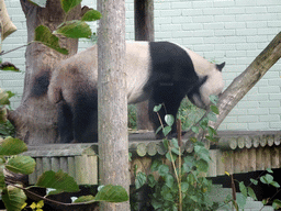 The Giant Panda `Yang Guang` at his outdoor enclosure at the Giant Panda Exhibit at the Edinburgh Zoo