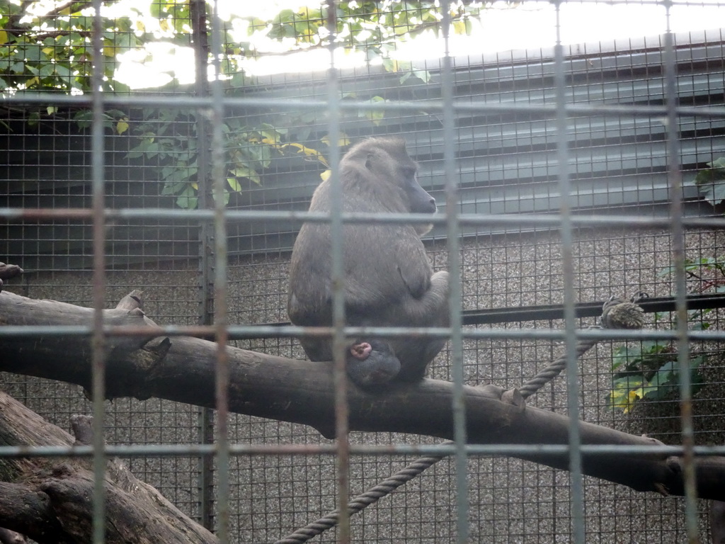 Drill at the Monkey House at the Edinburgh Zoo