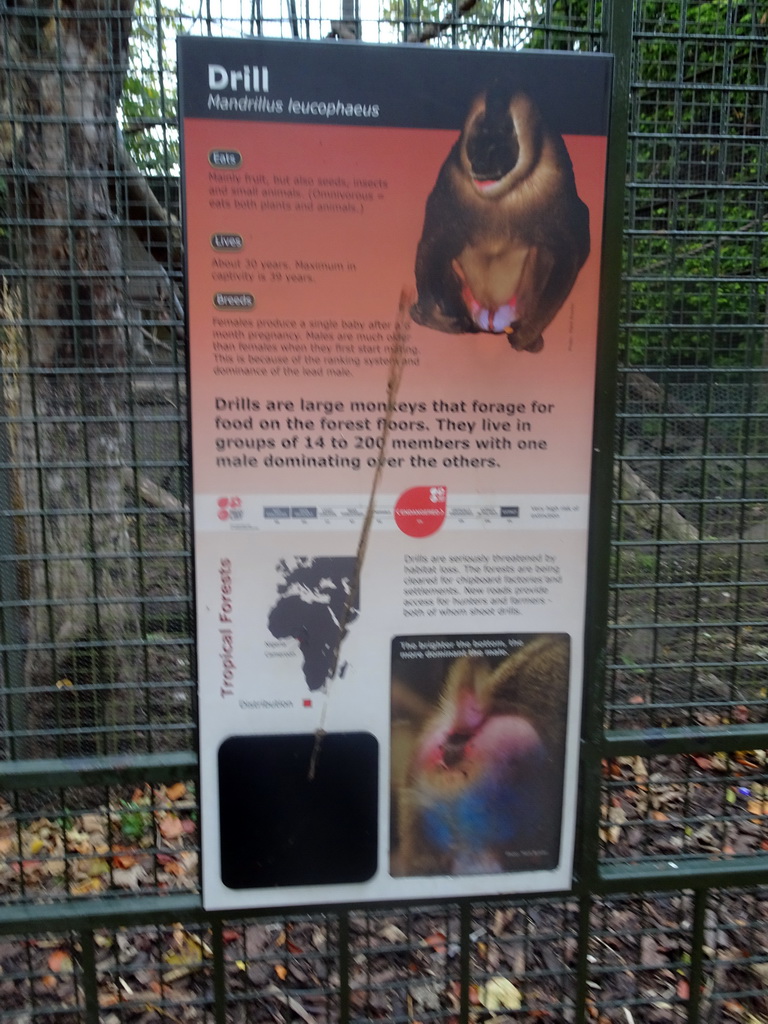 Explanation on the Drill at the Monkey House at the Edinburgh Zoo