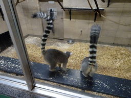 Ring-tailed Lemurs at the Monkey House at the Edinburgh Zoo