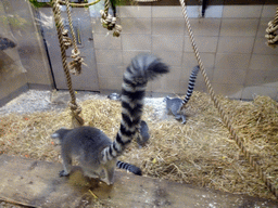 Ring-tailed Lemurs at the Monkey House at the Edinburgh Zoo