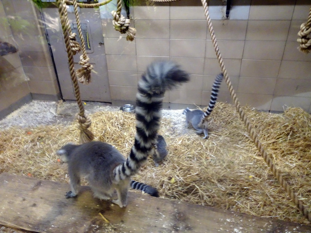 Ring-tailed Lemurs at the Monkey House at the Edinburgh Zoo