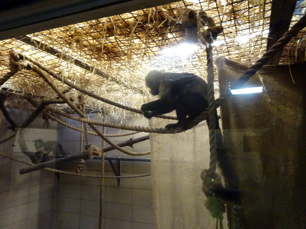 Monkeys at the Monkey House at the Edinburgh Zoo