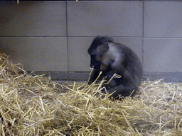 Drill at the Monkey House at the Edinburgh Zoo