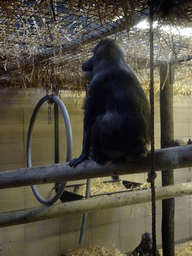 Drills at the Monkey House at the Edinburgh Zoo