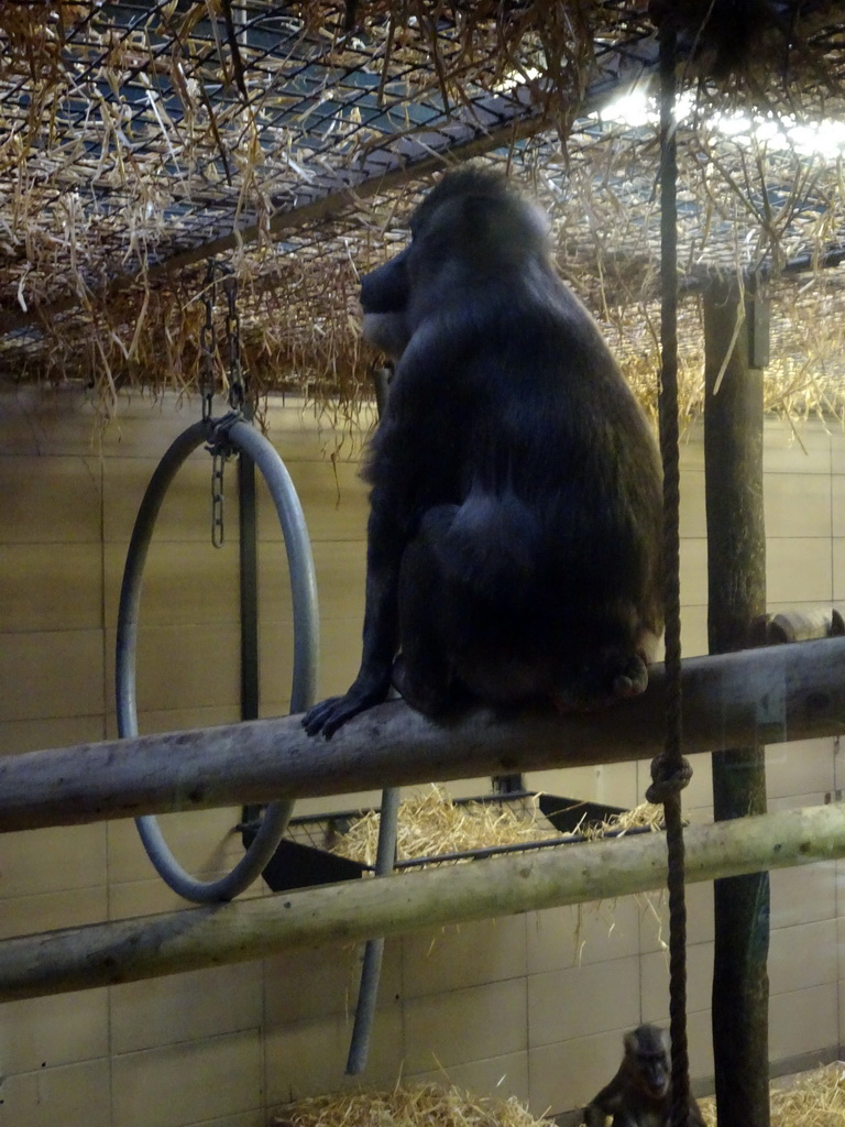 Drills at the Monkey House at the Edinburgh Zoo