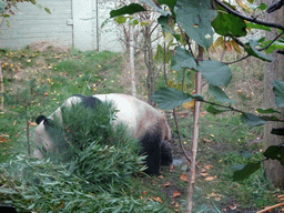 The Giant Panda `Yang Guang` at his outdoor enclosure at the Giant Panda Exhibit at the Edinburgh Zoo