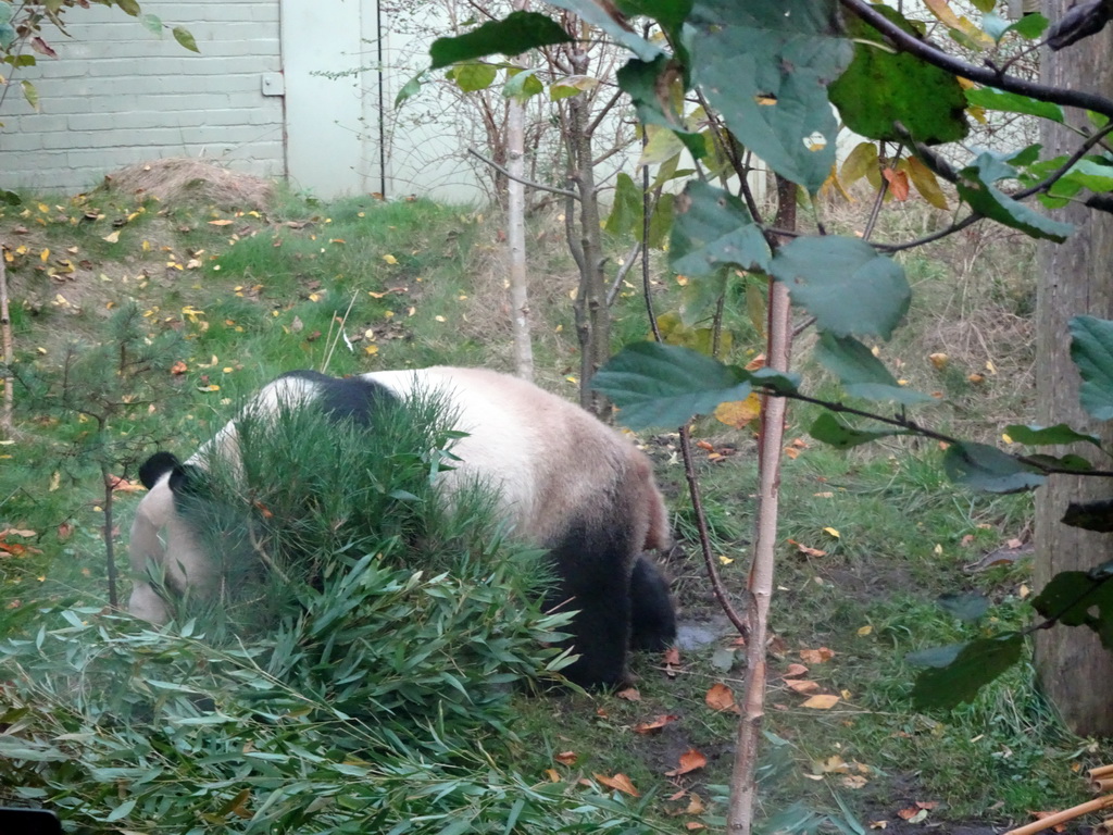 The Giant Panda `Yang Guang` at his outdoor enclosure at the Giant Panda Exhibit at the Edinburgh Zoo