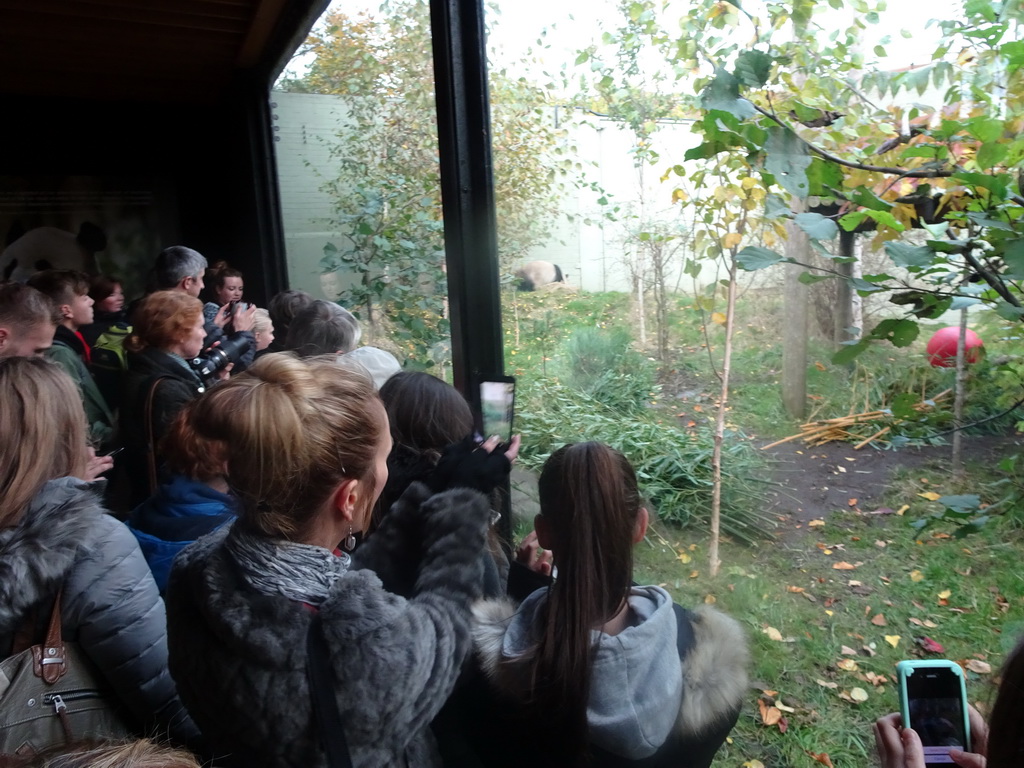 Visitors looking at the Giant Panda `Yang Guang` at his outdoor enclosure at the Giant Panda Exhibit at the Edinburgh Zoo
