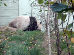 The Giant Panda `Yang Guang` at his outdoor enclosure at the Giant Panda Exhibit at the Edinburgh Zoo