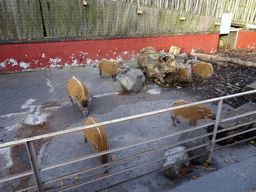 Red River Hogs at the Edinburgh Zoo