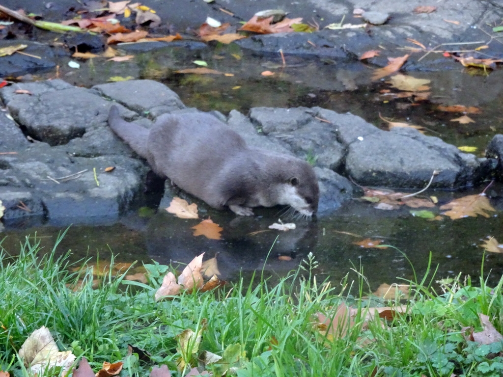 Oriental Short-clawed Otter at the Edinburgh Zoo