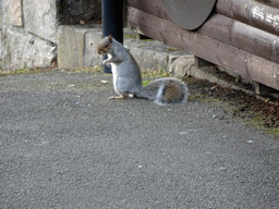 Squirrel at the Edinburgh Zoo