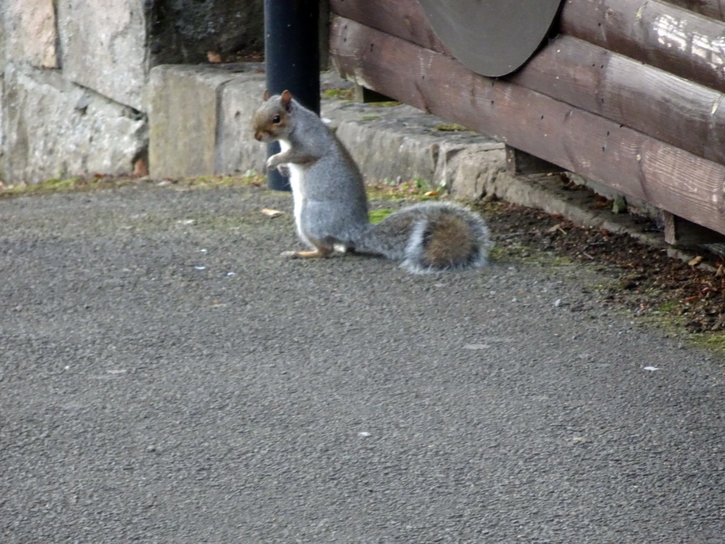 Squirrel at the Edinburgh Zoo