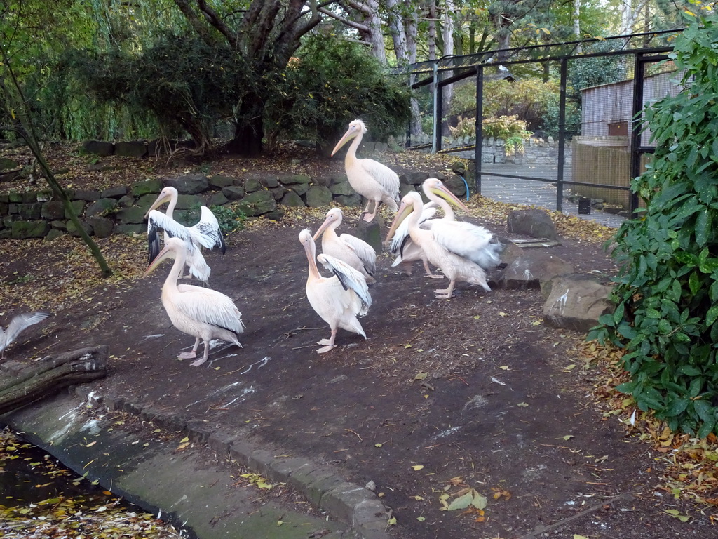 Eastern White Pelicans at the Pelican Walkthrough at the Edinburgh Zoo