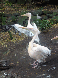 Eastern White Pelicans at the Pelican Walkthrough at the Edinburgh Zoo