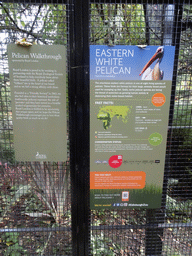 Explanation on the Pelican Walkthrough and the Eastern White Pelican at the Edinburgh Zoo