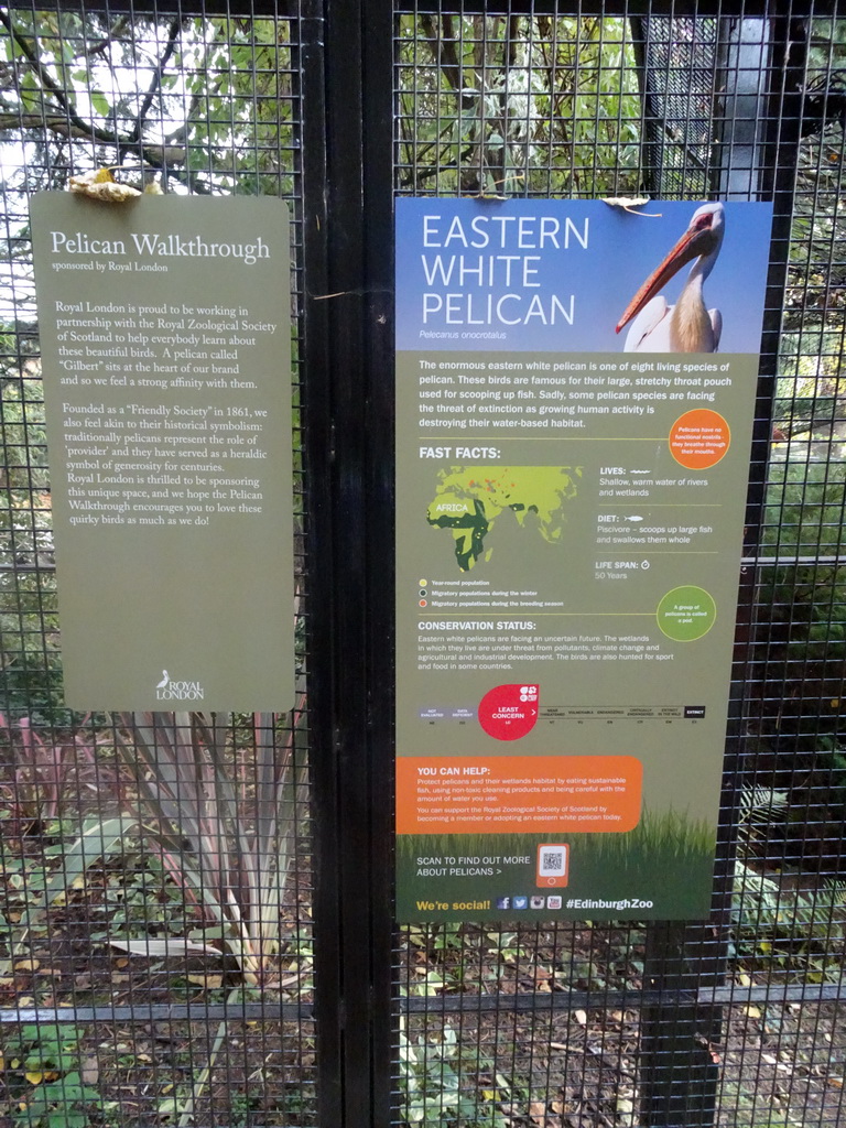 Explanation on the Pelican Walkthrough and the Eastern White Pelican at the Edinburgh Zoo