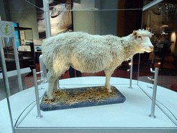 Stuffed remains of Dolly the Sheep, at the Explore Hall at the First Floor of the National Museum of Scotland