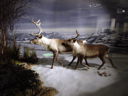 Stuffed deer at the Beginnings Hall at the Basement of the National Museum of Scotland