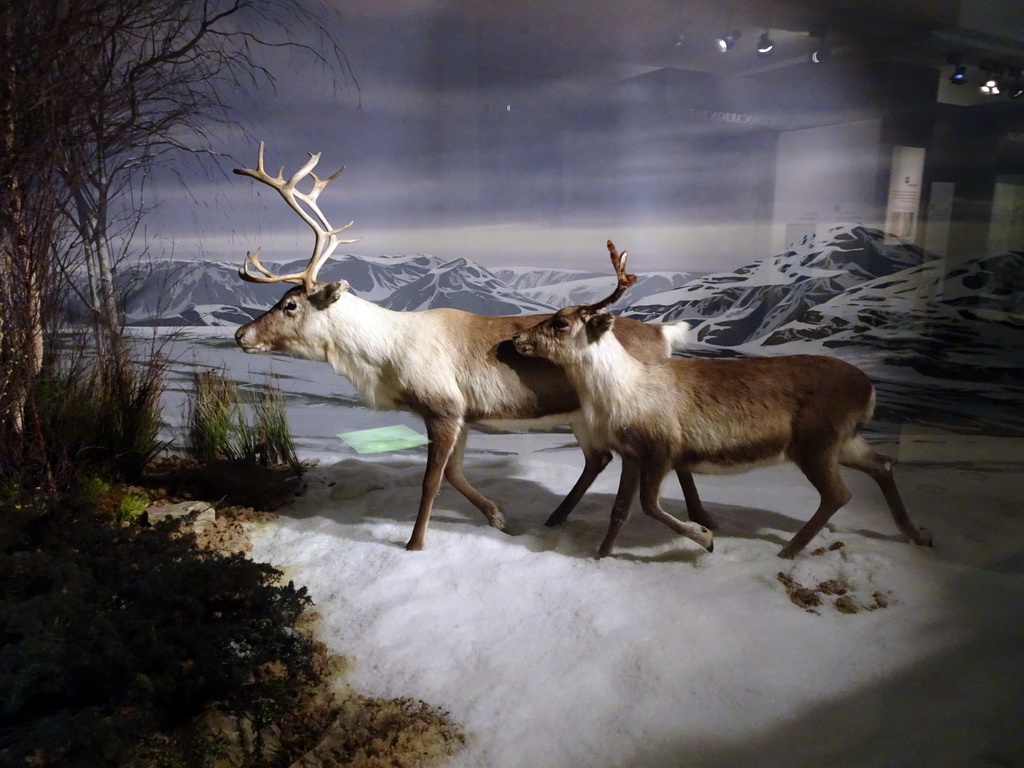Stuffed deer at the Beginnings Hall at the Basement of the National Museum of Scotland