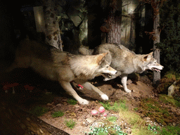 Stuffed wolves at the Beginnings Hall at the Basement of the National Museum of Scotland