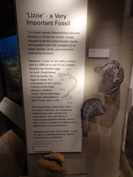 The fossil `Lizzie the Lizard` at the Beginnings Hall at the Basement of the National Museum of Scotland, with explanation