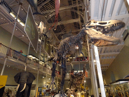 The Animal World Hall at the First Floor of the National Museum of Scotland, with a skeleton of a Tyrannosaurus Rex
