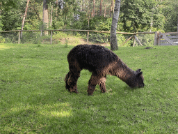 Alpaca at the petting zoo at the Landal Coldenhove holiday park