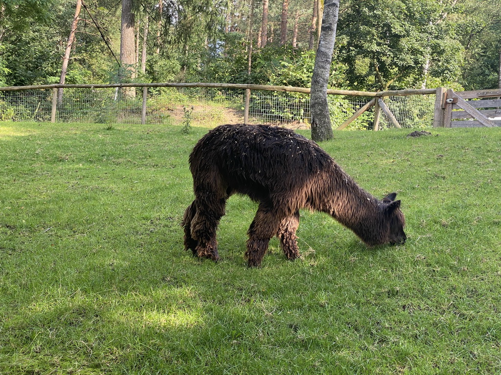 Alpaca at the petting zoo at the Landal Coldenhove holiday park