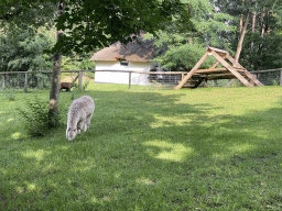 Alpaca and goat at the petting zoo at the Landal Coldenhove holiday park