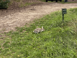 Rabbit at the Landal Coldenhove holiday park