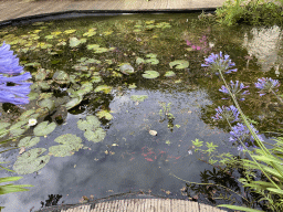 Fishes in the pond in the garden of the house of his Tim`s father at Brummen