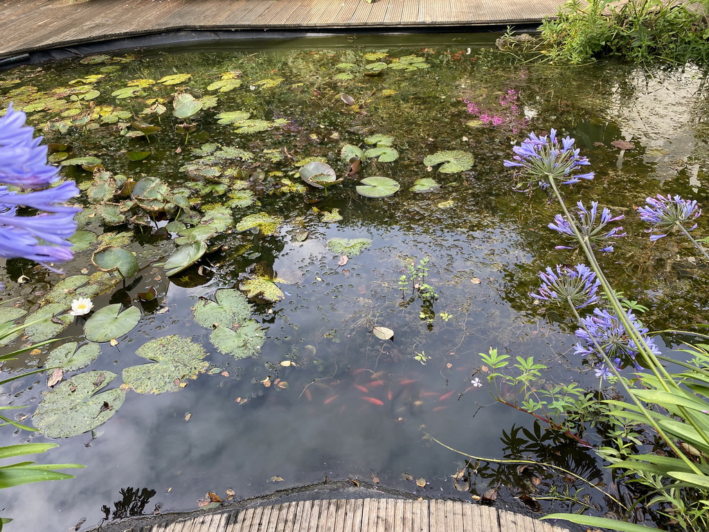 Fishes in the pond in the garden of the house of his Tim`s father at Brummen