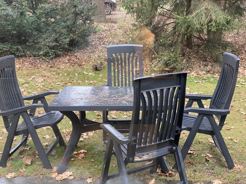 Squirrel on the terrace of our holiday home at the Landal Coldenhove holiday park