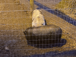 Pigs at the petting zoo at the Landal Coldenhove holiday park