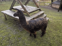 Alpaca at the petting zoo at the Landal Coldenhove holiday park