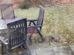 Squirrel on the terrace of our holiday home at the Landal Coldenhove holiday park