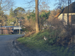 Rabbit at the Landal Coldenhove holiday park