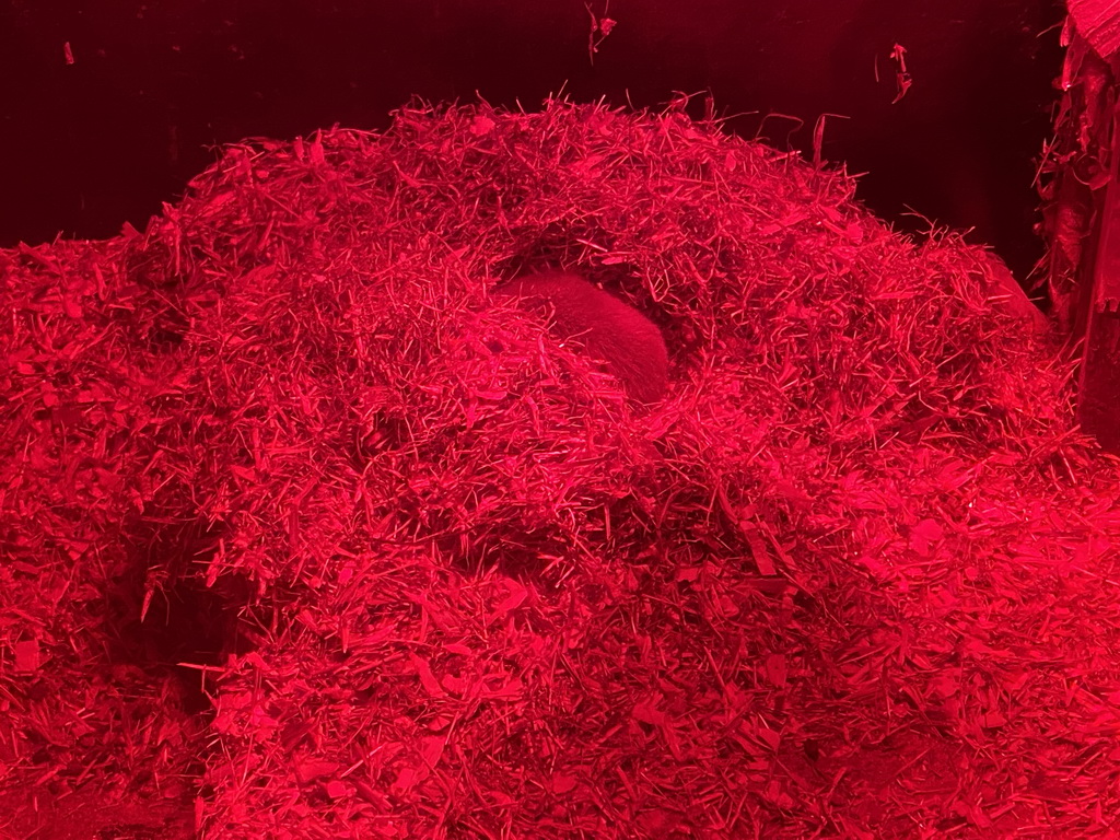 Hamster at the petting zoo at the Landal Coldenhove holiday park, by night